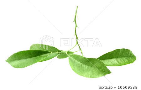 Green branch of citrus-tree 10609538