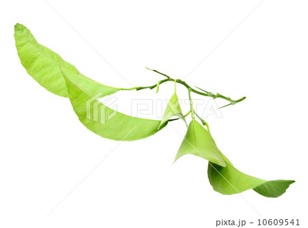 Green branch of citrus-tree 10609541
