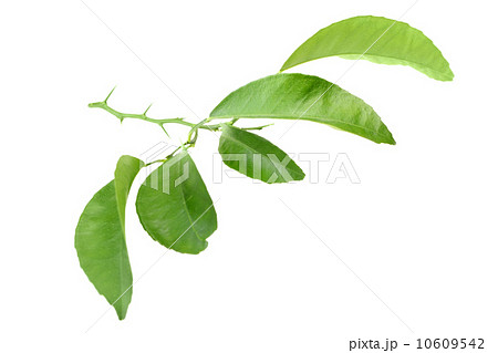 Citrus-tree branch with thorns 10609542