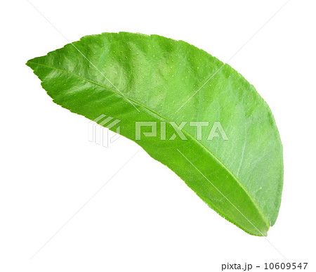 Green leaf of citrus-tree Green leaf of citrus-tree 10609547