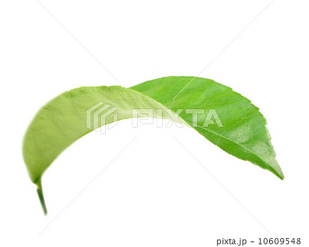 Curving a green leaf Curving a green leaf 10609548