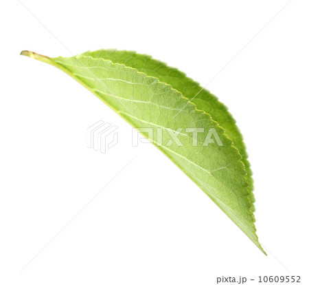 Green leaf of apple-tree 10609552