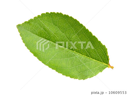 Green leaf of apple-tree 10609553