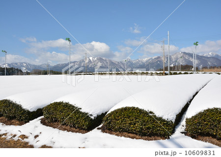 雪の伊勢茶畑 10609831