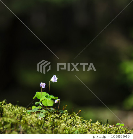 Wood sorrel portrait 10609949