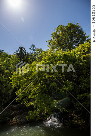 一貫野の藤の木 10610555