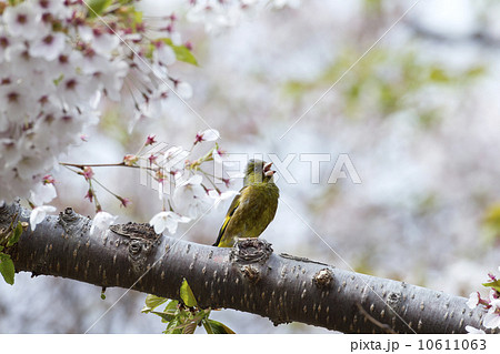 カワラヒワ 10611063