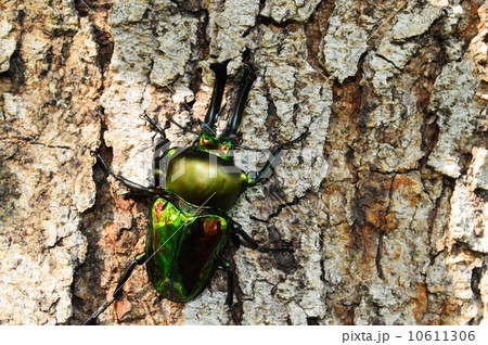 ニジイロクワガタ森の木の上で 10611306