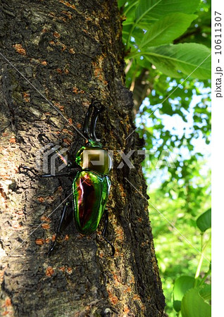 ニジイロクワガタ森の木の上で 10611307