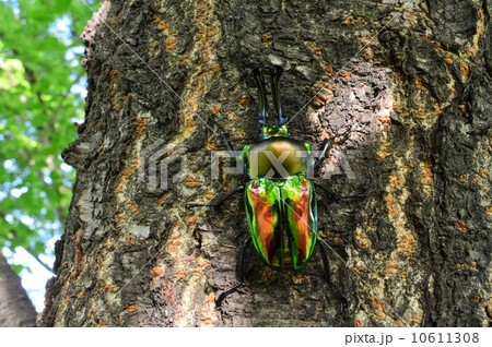 ニジイロクワガタ森の木の上で 10611308