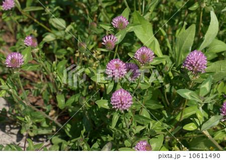 アカツメグサ 10611490