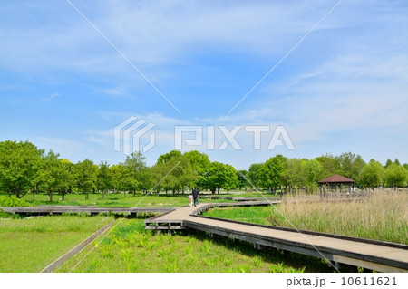 新緑の舎人公園 10611621