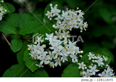 マルバウツギ 10611645