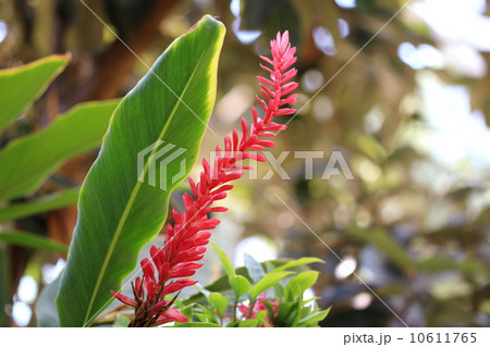 熱帯植物の花 熱帯植物の花 10611765