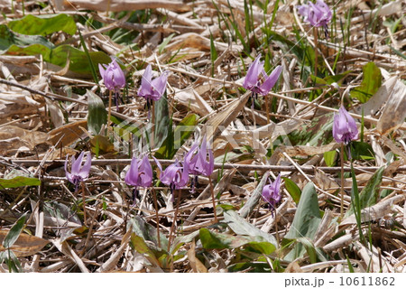 カタクリ カタクリ 10611862