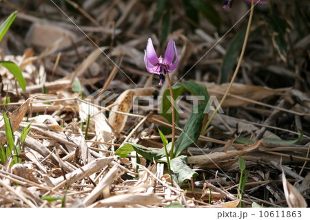 カタクリ カタクリ 10611863