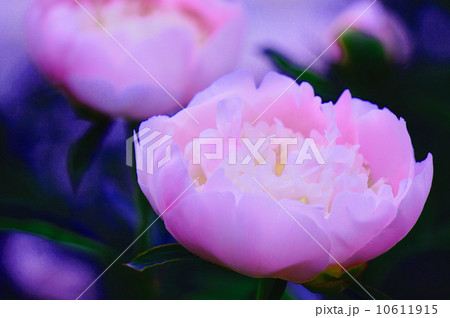 芍薬 芍薬 10611915
