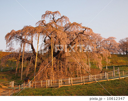 朝の三春の滝桜 10612347