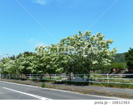 ひとつばたご　またの名をナンジャモンジャ 10612363