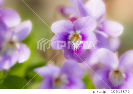 ニオイタチツボスミレ 10612379