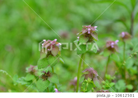 ヒメオドリコソウ 10612501