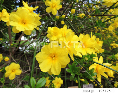 ウンナンオウバイ　 10612511