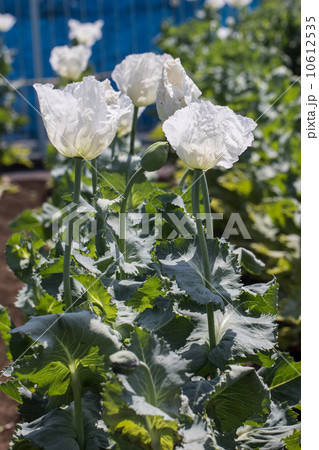 アヘンの原料植物 ケシ 一貫種 東京都薬用植物園の写真素材