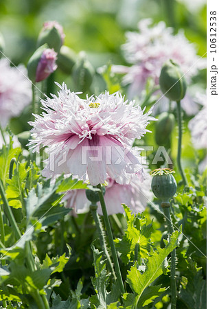 アヘンの原料植物 ケシ 八重ソムニフェルム種 東京都薬用植物園の写真素材