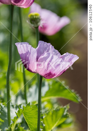 アヘンの原料植物 ケシ トルコ種 東京都薬用植物園の写真素材