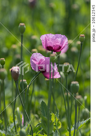 アヘンの原料植物 アツミゲシ セティゲルム種 東京都薬用植物園の写真素材