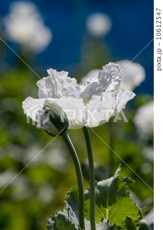 アヘンの原料植物「ケシ（一貫種）」＠東京都薬用植物園 10612547