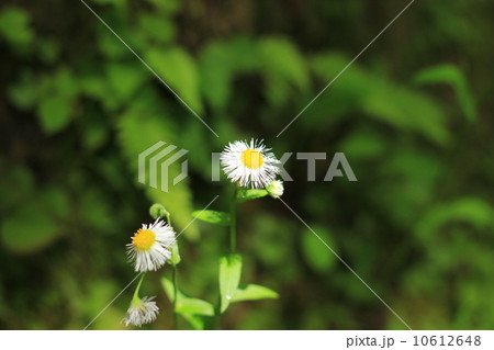 ヒメジョオンの花 10612648