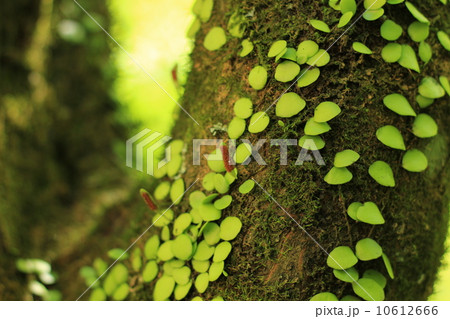 マメヅタ マメヅタ 10612666