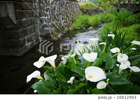 源兵衛川 10612903