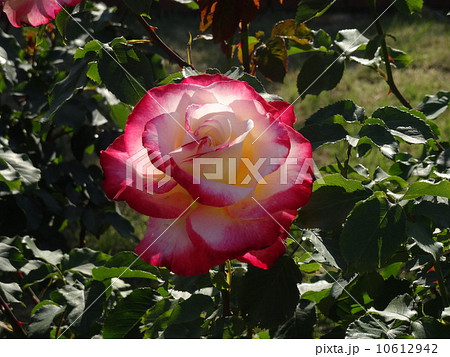 バラ 10612942
