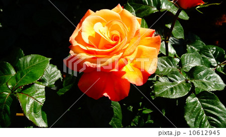 バラ バラ 10612945