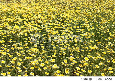 ツマジロヒナギク ツマジロヒナギク 10613228