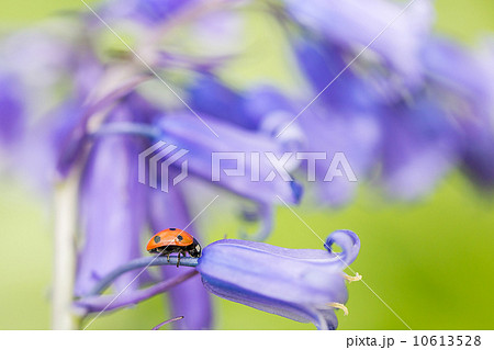 Bluebells & Ladybird Bluebells & Ladybird 10613528