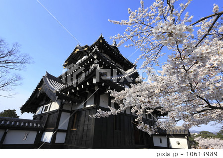 高田城と桜 高田城と桜 10613989