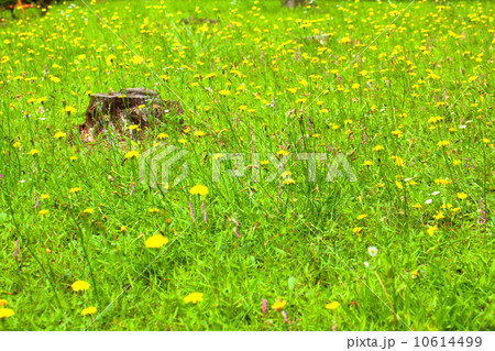 草原と切り株 草原と切り株 10614499