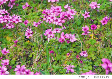 ムラサキカタバミ 10614539