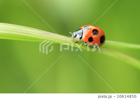 草原に天道虫 10614850