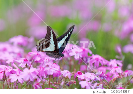 アオスジアゲハ 10614897