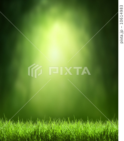 Spring forest background Spring forest background 10614983