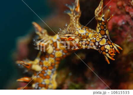 ヒオドシユビウミウシ 10615535