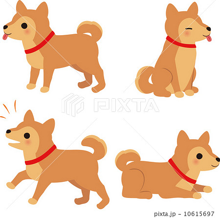 中型犬の4つのポーズのイラスト素材