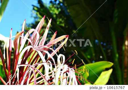 ハワイの休日 10615767