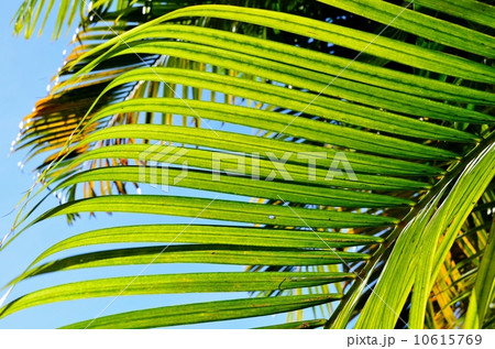 ハワイの休日 10615769