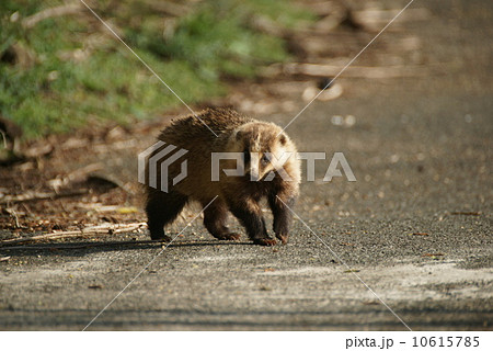 ニホンアナグマ ニホンアナグマ 10615785