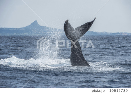 ザトウクジラ ザトウクジラ 10615789